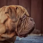 Ben Kirkley - @benkirkleybordeauxs_bulldogges - Instagram