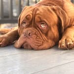 Ben, the Dogue De Bordeaux - @benthebordeaux - Instagram