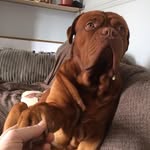 Benson de Bordeaux 🐾🐾 - @bensondebordeaux - Instagram