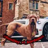 bentley - @bentley_xl_bordeaux - TikTok