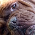 Dogue De Bordeaux BenHur - @doguedebordeauxbenhur - Instagram