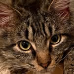 Ben Bork - @bigben.thecat - Instagram