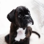 BEN DER BOXER - @benboxerboyy - Instagram