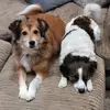 Ben_and_Bramble - @ben_and_bramble - TikTok
