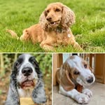 @ben_bramble_and_cooper - Instagram