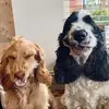 benandbramble - @ben_andbramble - TikTok