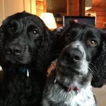 Benson&Bramble - @benandbram - Instagram