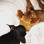 Bentley and Braxton - @bentleyandbraxton - Instagram