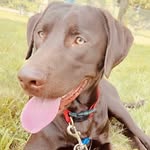 Bentley - @_bentleybreaux - Instagram