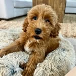 Bentley the Mini Goldendoodle - @breauxitsbentley - Instagram