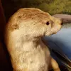 benbrill94 - @ben.brill - TikTok