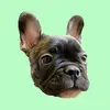 💥🐾BEN🐾💥 - @brindleben - TikTok
