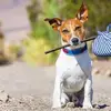 bennybrindle - @bennybrindle - TikTok