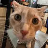 ben - @ben.brownell - TikTok