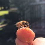 Chris & Ben Brubaker - @etchyhoney_and_mushroom_co - Instagram