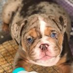 Bear Brummett - @bentleybearbrummett - Instagram