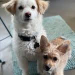 Ben and Chewie Brunson - @chewie_and_ben - Instagram