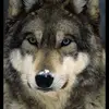 benbucchi34 - @benbucchi34 - TikTok