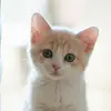 benzerbuckmaster - @cataaal6 - TikTok