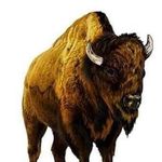 Buffalo Ben Bisons - @buffalobenbisons - Instagram
