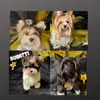 bai_ben_bex_bug - @bai_ben_bex_bug - TikTok
