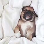 Ben Bugg - @bully_baby_boo - Instagram