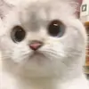 BenBuja - @benbuja - TikTok