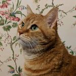 Ben Bulman - @ben_thecozytabby - Instagram