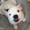 Ben Bully - @ben.bully - TikTok