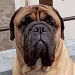 Ben Gigante Buono - @bengigantebuono - Instagram