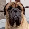 Ben Gigante Buono - @ben.gigante.buono - TikTok