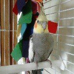 Ben Carrigan - @george_cockatial - Instagram