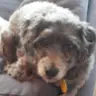 Ben Carrigan - @bendy_boi.885 - TikTok