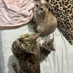 @casadosbengals - Instagram