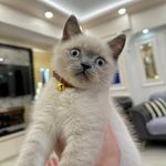 Merhaba Ben Casper  🐾 - @casper.lifee - Instagram