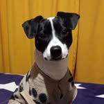 Ben Castañeda Serrano 🐶 - @_ben.cs - Instagram
