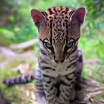 Benjamin Cavazos - @benjamin.cavazos.775 - Instagram