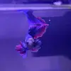benchadwick63 - @benchadwick63 - TikTok