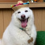 🐶 砰蕉 Ben Chiu - @benchiu_japanesespitz - Instagram