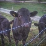 Ben Cline Jr. - @jr.1015 - Instagram