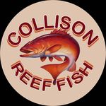 Ben and Coralie Collison - @collisonreeffish - Instagram