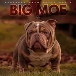 Ben Conley - @southern_ohio_bullymob_ben - Instagram