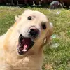 Ben Cooper - @bencooper.golden - TikTok