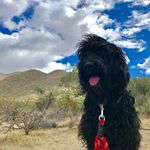 Ben Corbett🐶 - @godo_ben - Instagram