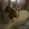 Sampopop - @bencorby28 - TikTok