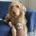 Clara_the_viszla - @ben_cordery - Instagram