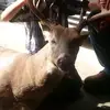 Bentley cornett - @bentley.cornett8 - TikTok