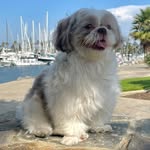 BENITO! 🐶 - @beni_coronado - Instagram
