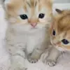 benji - @bencoronado4 - TikTok