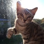 Ben Cottam - @bengal.ben - Instagram